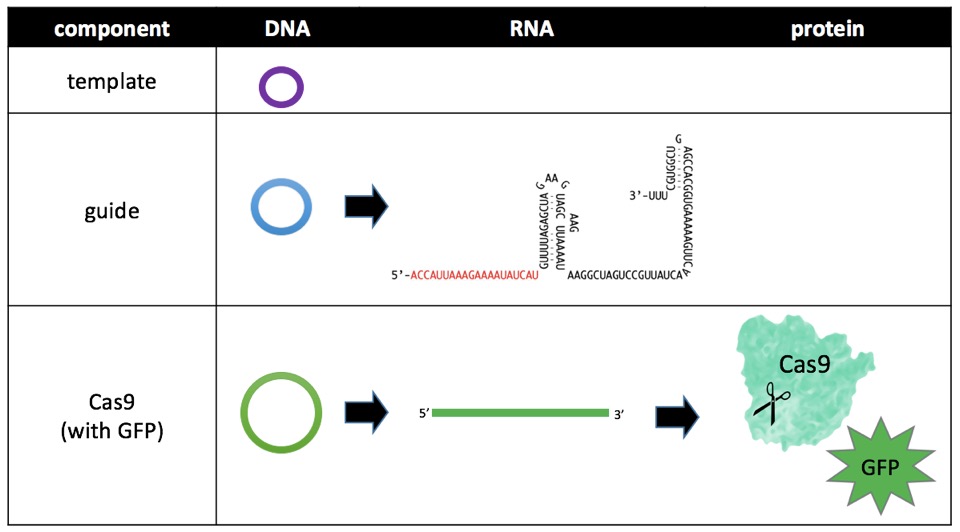 Figure. The guideRNA is transcribed from DNA into RNA, while the Cas9 is both transcribed from DNA into RNA and translated from RNA into protein. The template is neither transcribed nor translated.