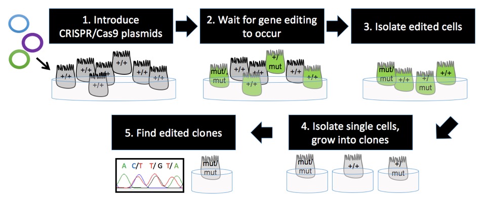 Figure. An overview of methods to edit the cellular genome with CRISPR/Cas9