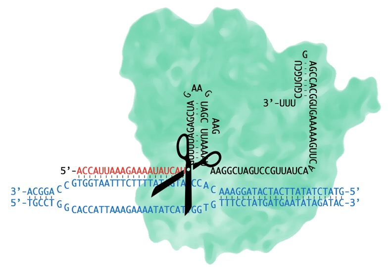 Figure. Cas9 + guideRNA complex bound to genomic DNA near CFTR F509del