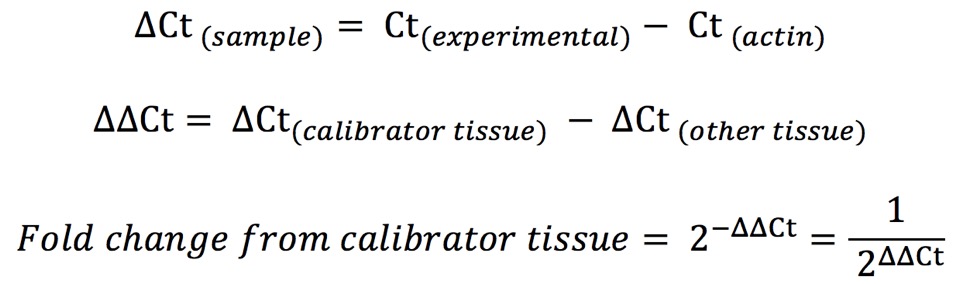 Delta Ct of the sample equals the experimental Ct minus the actin Ct. Delta delta Ct equals the calibrator tissue's delta Ct minus the other tissue's delta Ct. The fold change from calibrator tissue equals two raised to the negative delta delta Ct and equals one divided by two raised to the delta delta Ct.