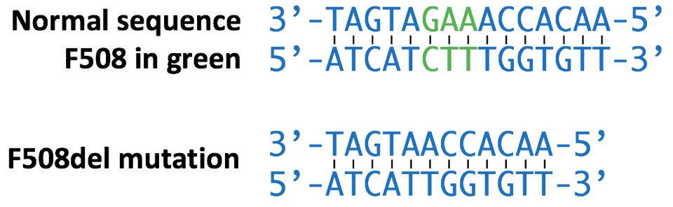 Figure. CFTR sequence near F508del