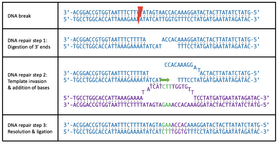 Figure. Homology directed repair